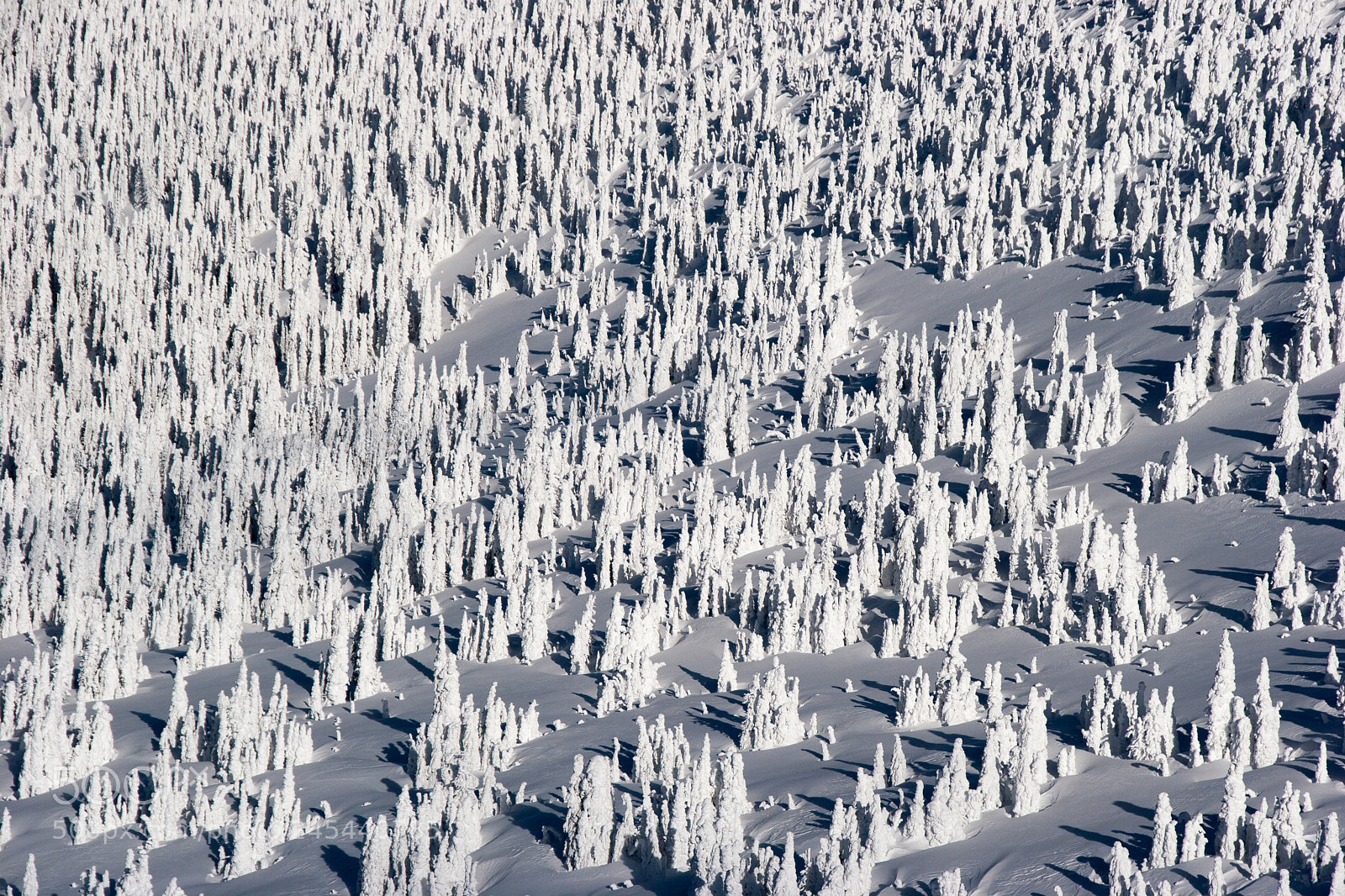 Canon EOS 20D sample photo. Endless winter photography
