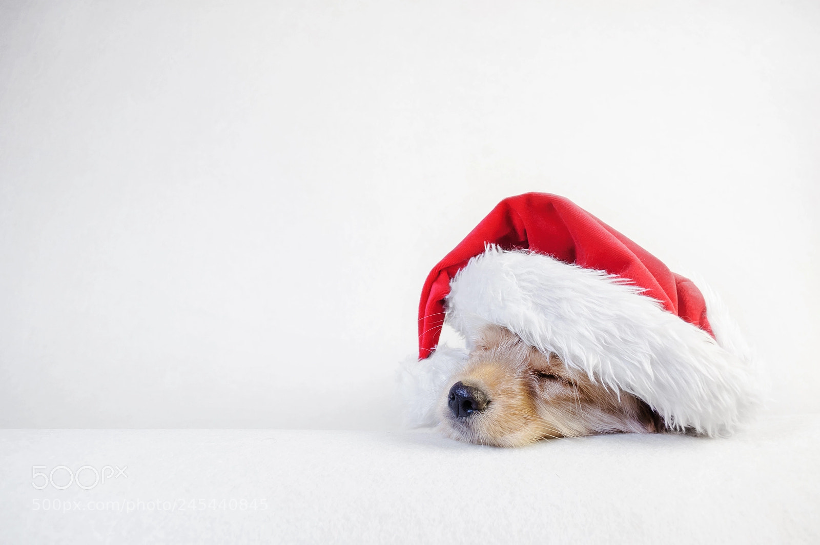 Nikon D5000 sample photo. Christmas puppy wearing a photography