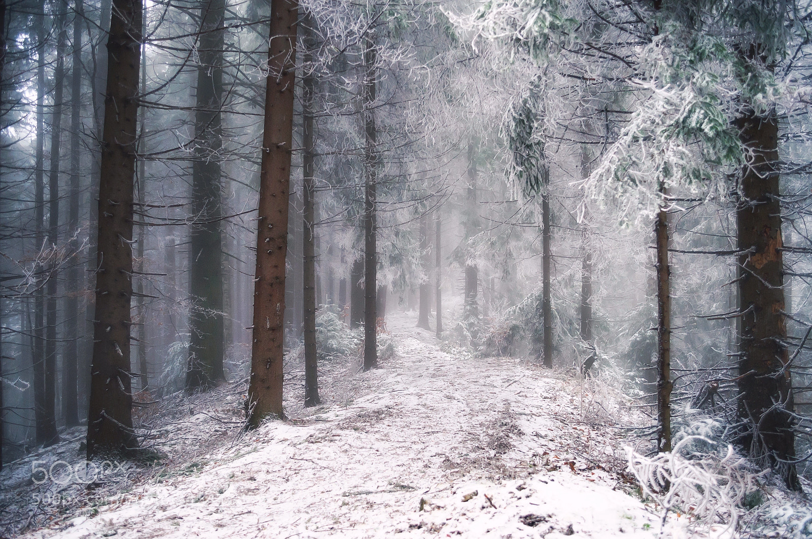 Nikon D5000 sample photo. Winter scene road and photography