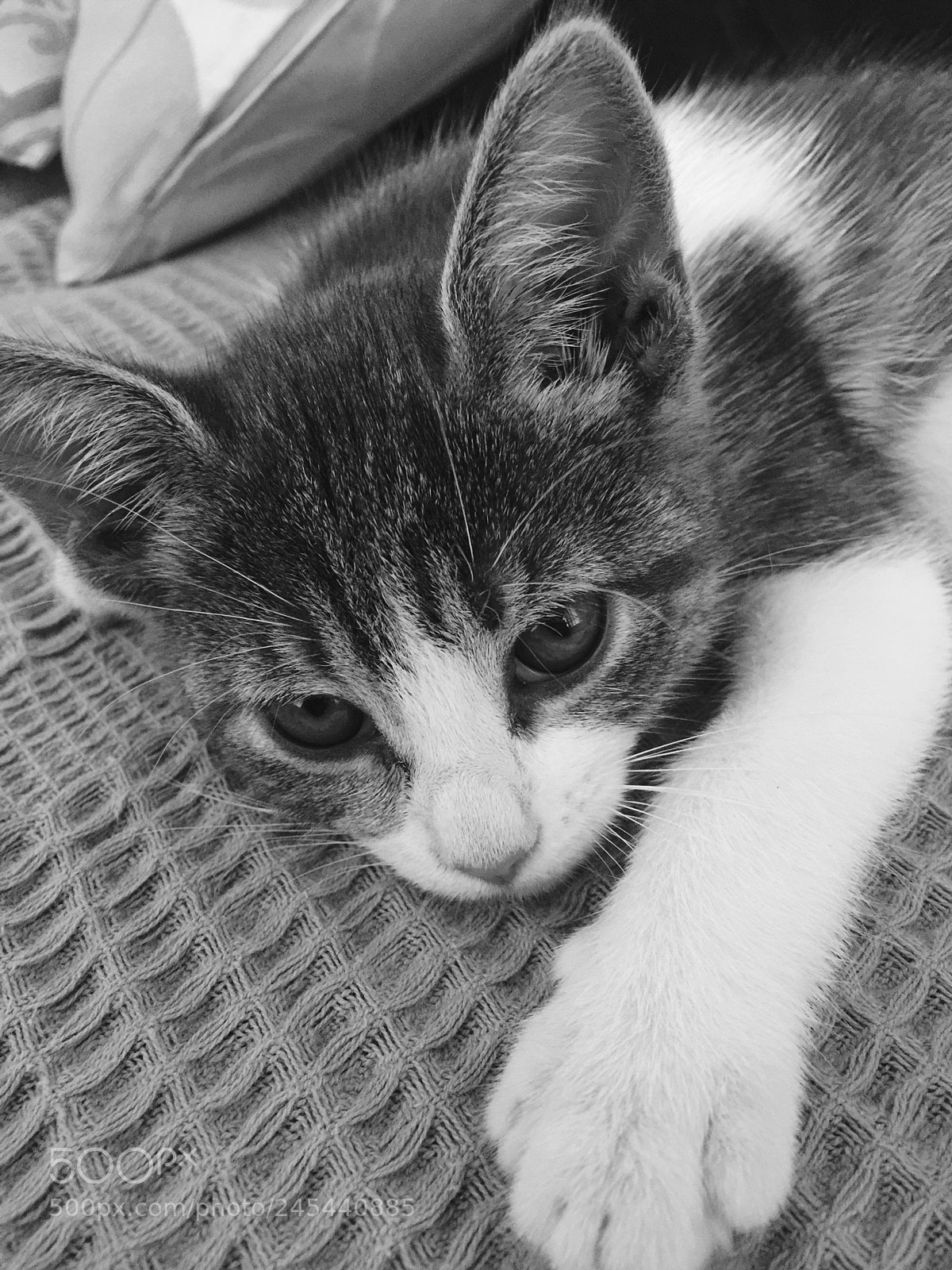Apple iPhone 6 Plus sample photo. Mika photography