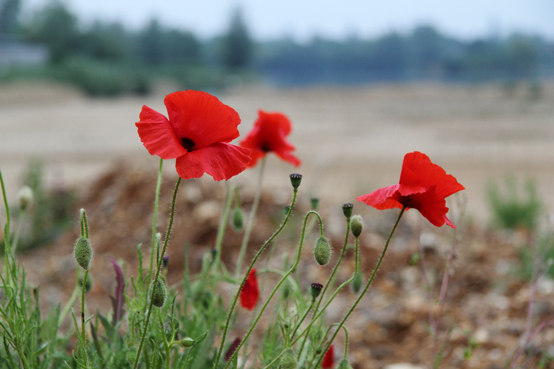 Canon EOS 60D + Canon EF-S 17-85mm F4-5.6 IS USM sample photo. Poppies photography