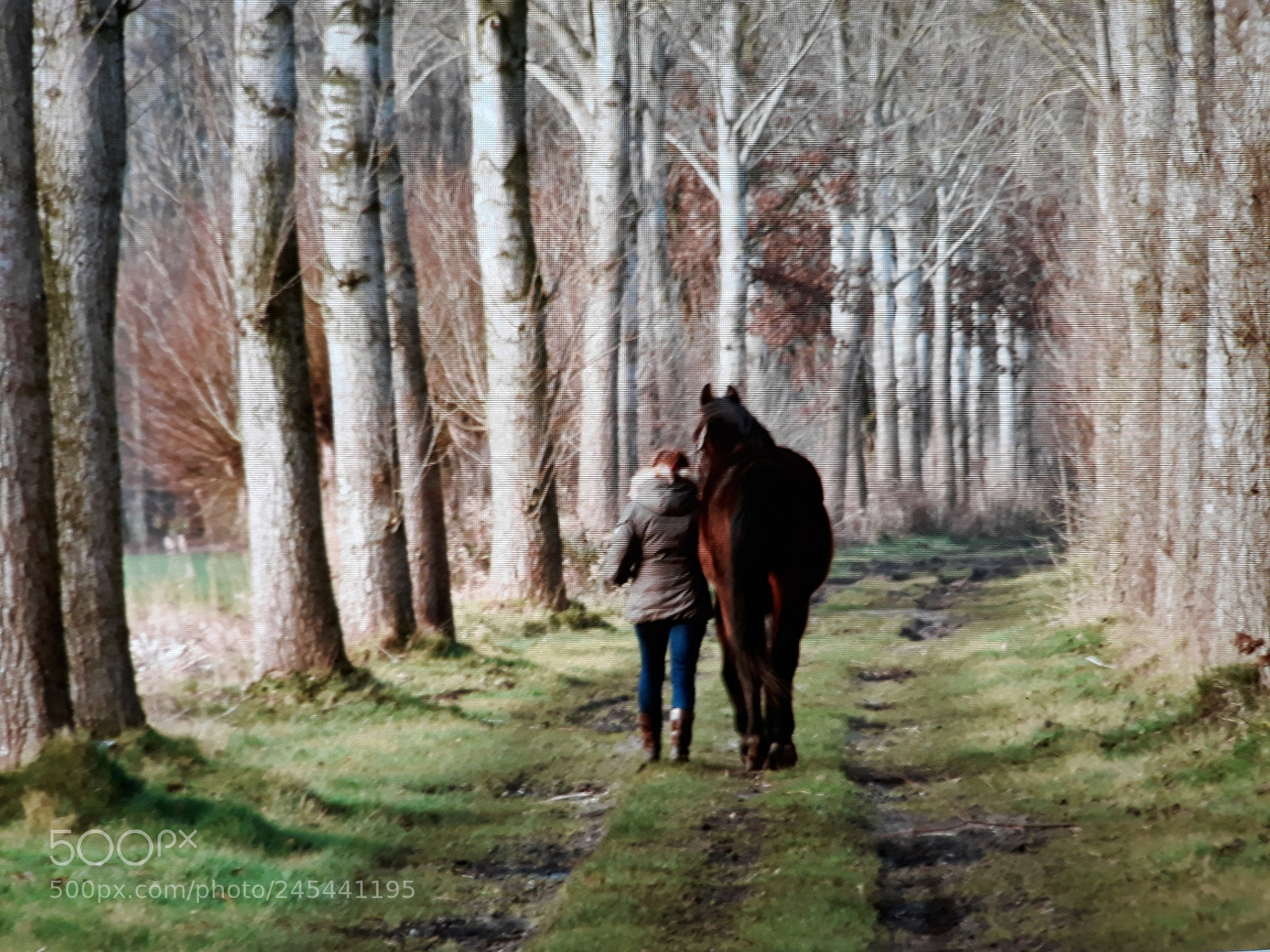 Samsung Galaxy J5 sample photo. Horse walking photography