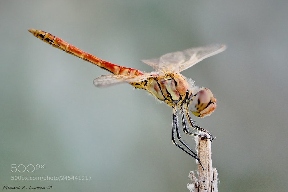 Sony ILCA-77M2 sample photo. Sympetrum fonscolombii photography