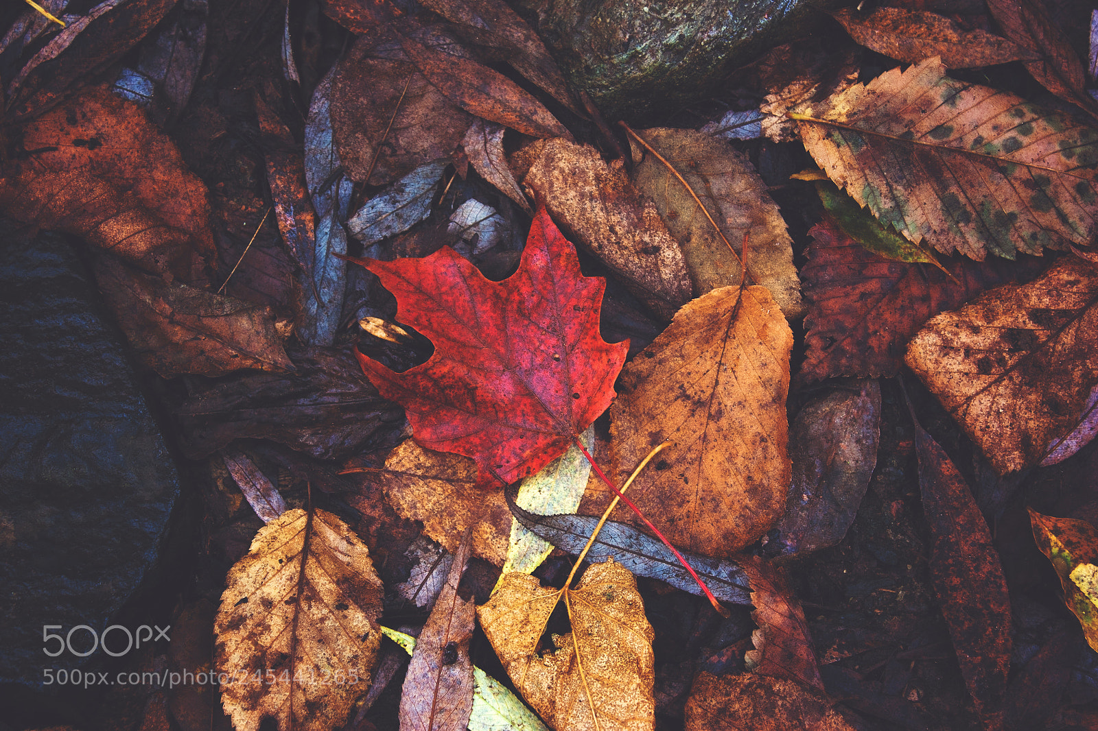 Canon EOS 450D (EOS Rebel XSi / EOS Kiss X2) sample photo. Red maple leaf photography