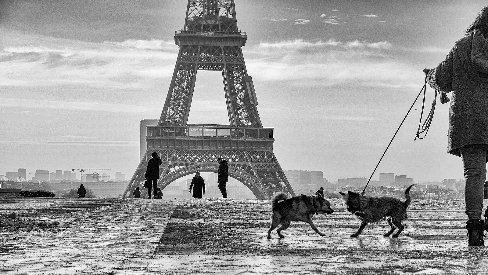 Fujifilm X-T1 sample photo. Paris eiffel tower dogs photography
