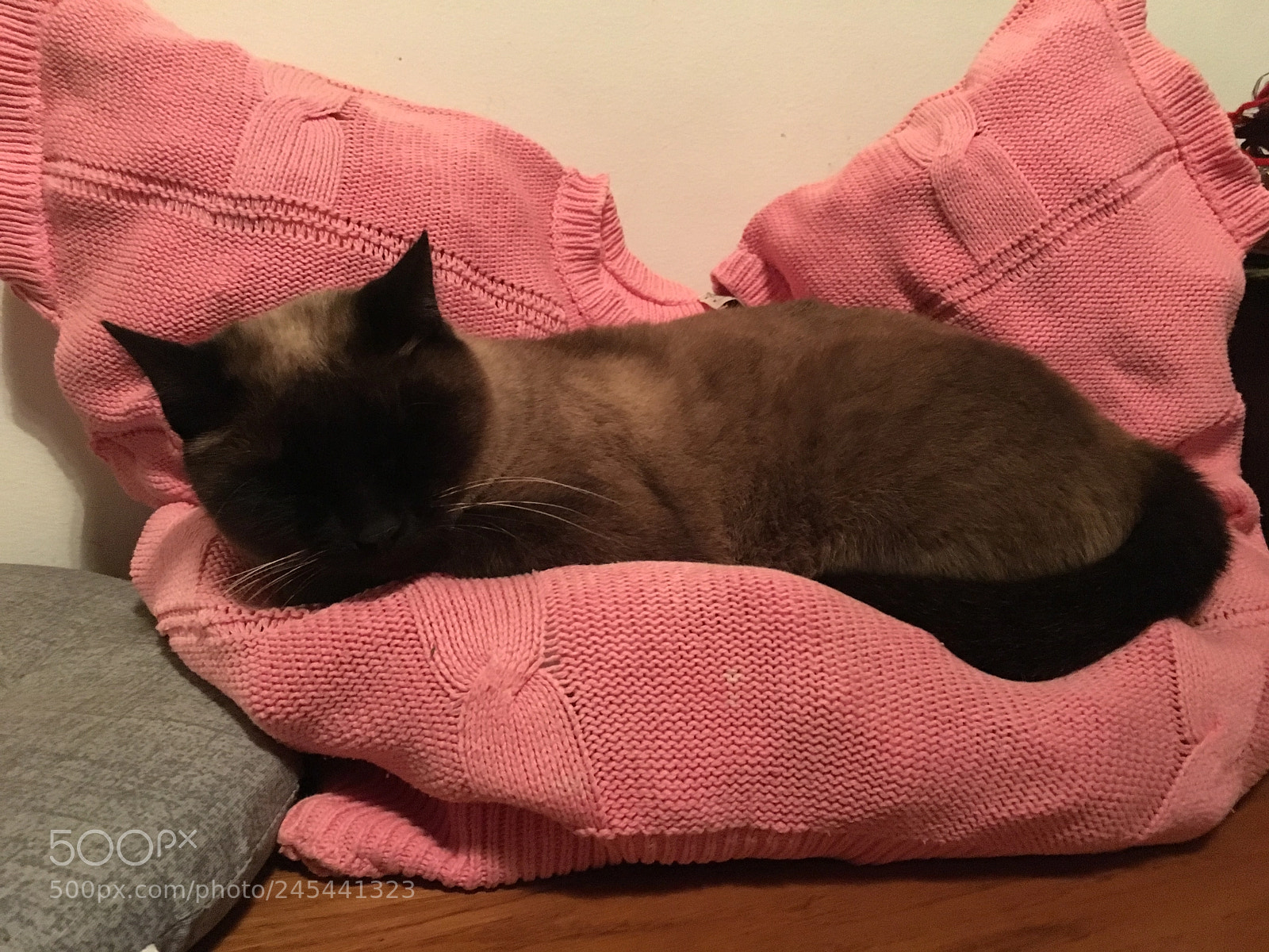 Apple iPhone 6s sample photo. The zoe cat is photography