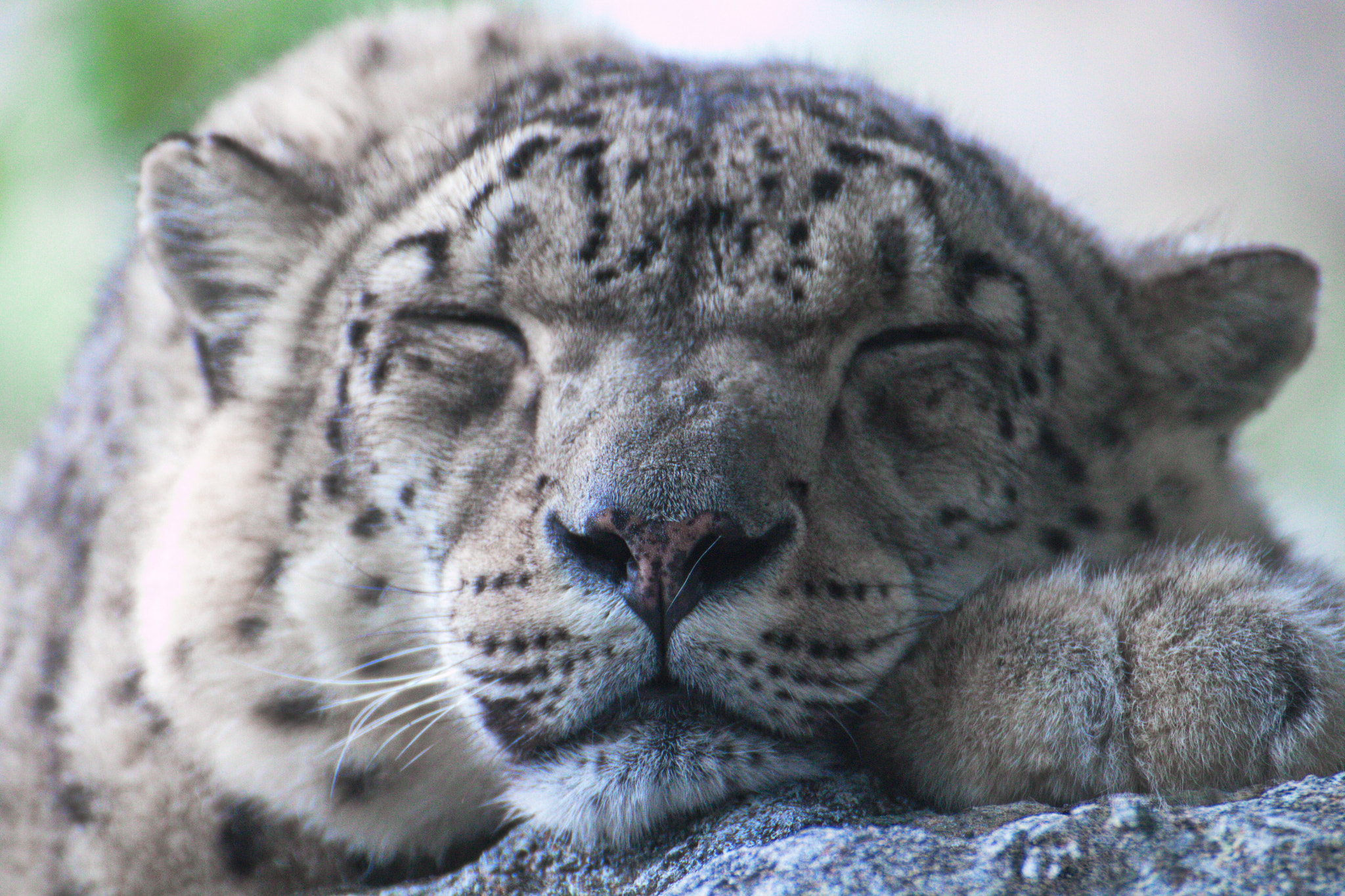 Tamron SP 35mm F1.8 Di VC USD sample photo. Snow leopard photography