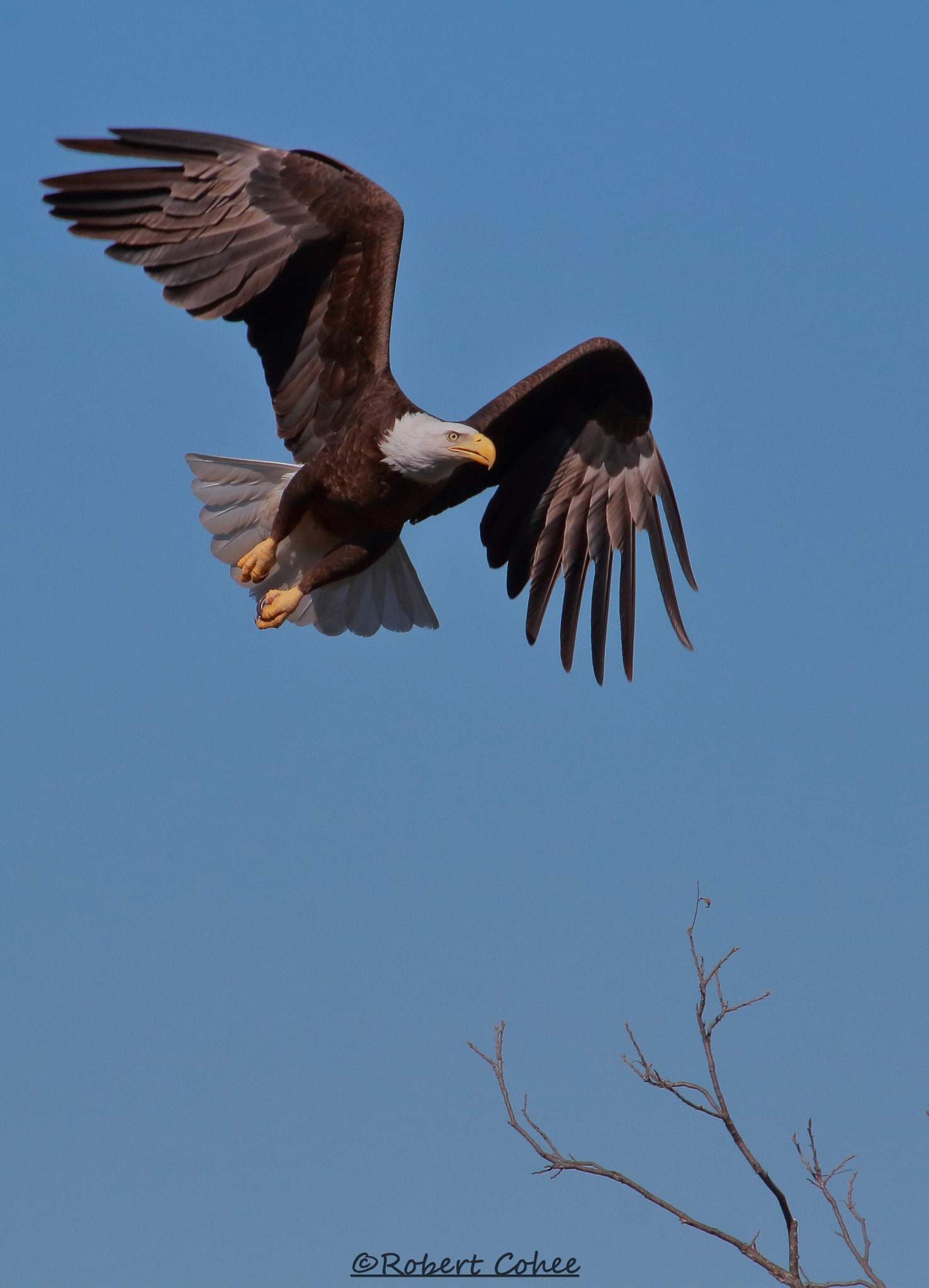 Canon EOS 7D + Canon EF 100-400mm F4.5-5.6L IS USM sample photo. Bald eagle photography