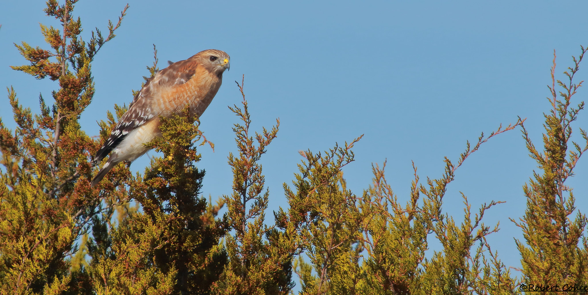 Canon EOS 7D Mark II + Canon EF 100-400mm F4.5-5.6L IS USM sample photo. Red shouldered hawk photography