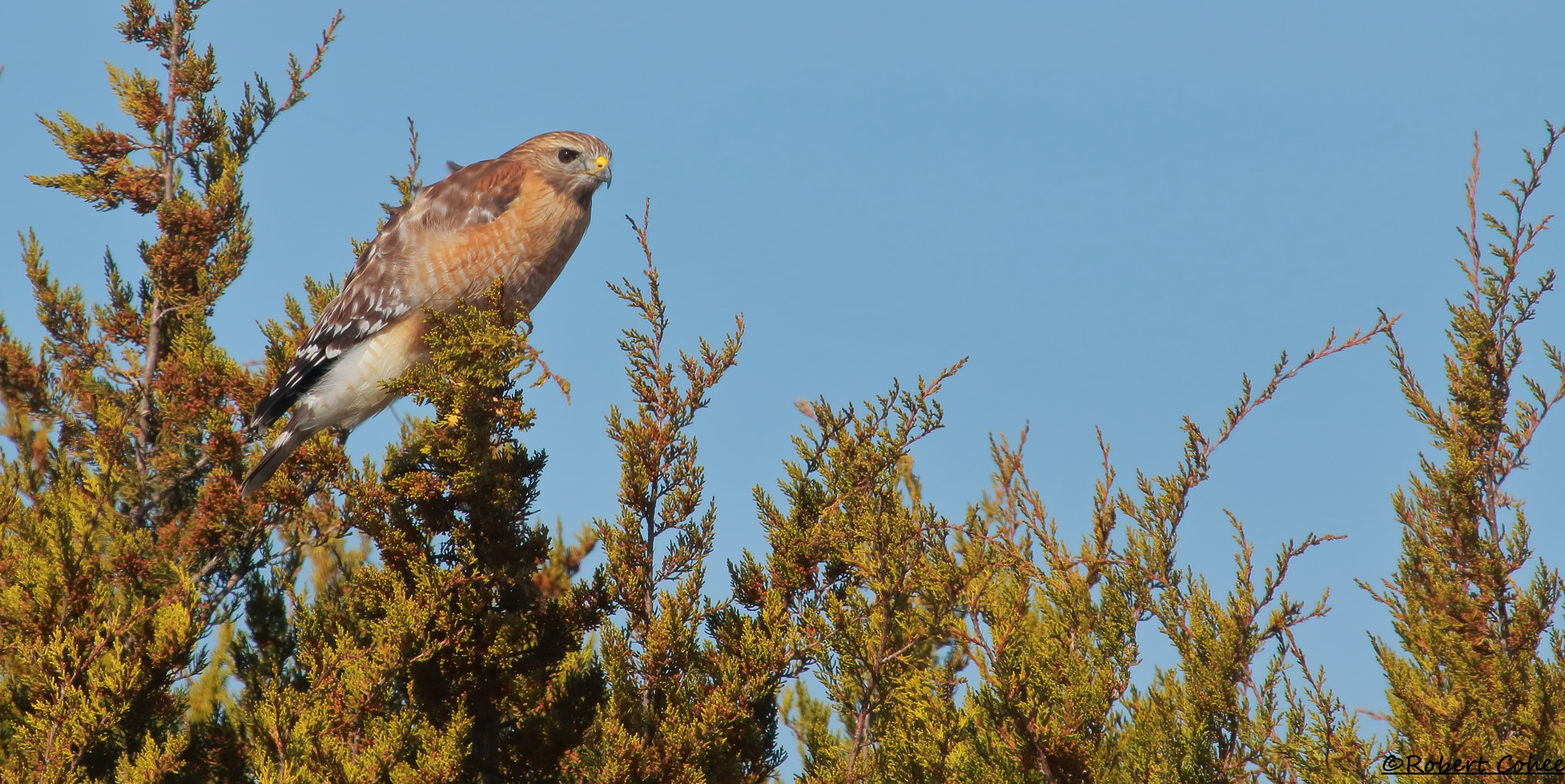 Canon EF 100-400mm F4.5-5.6L IS USM sample photo. Red shouldered hawk photography