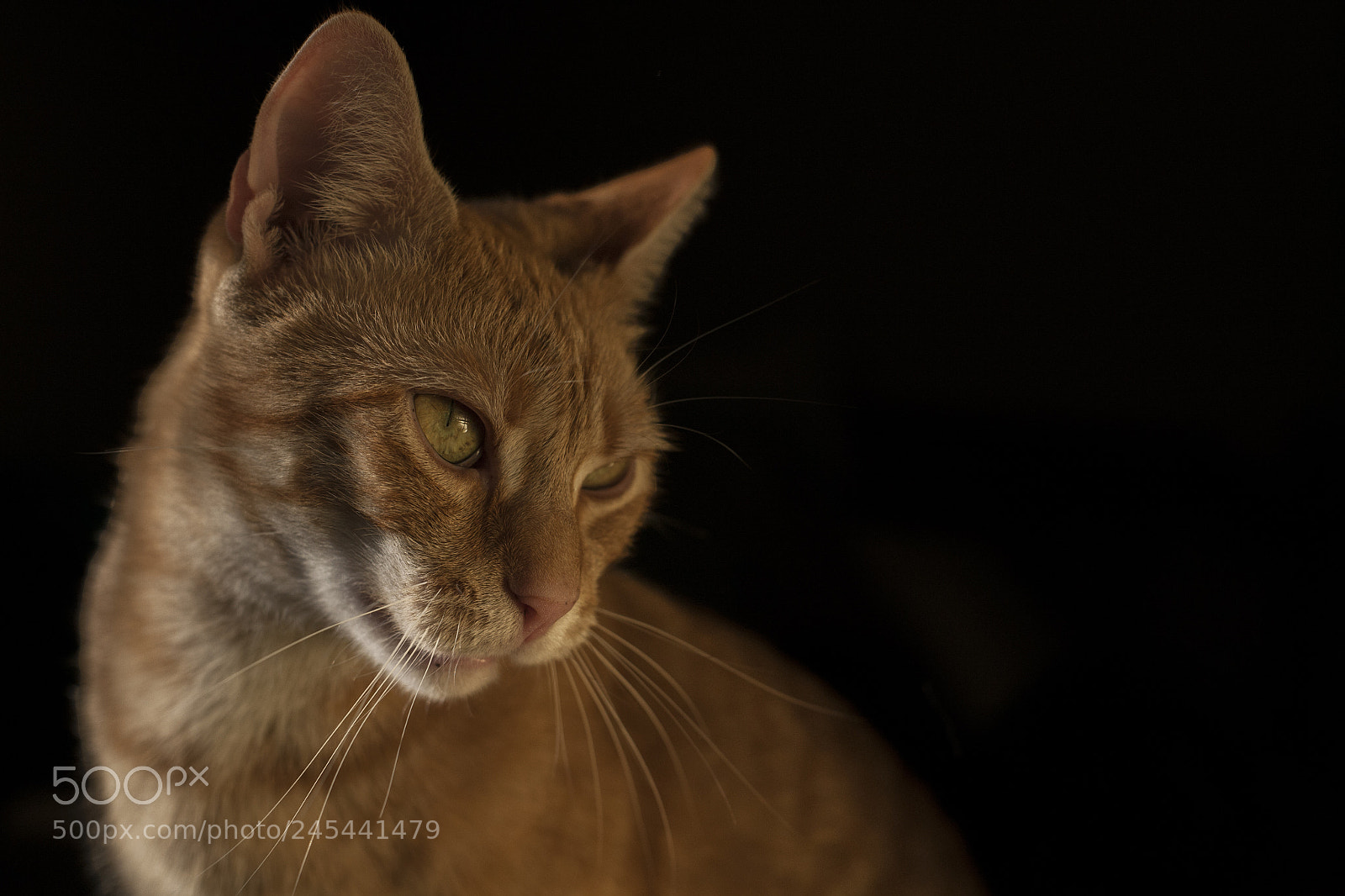 Canon EOS 5D sample photo. Ferguson photography