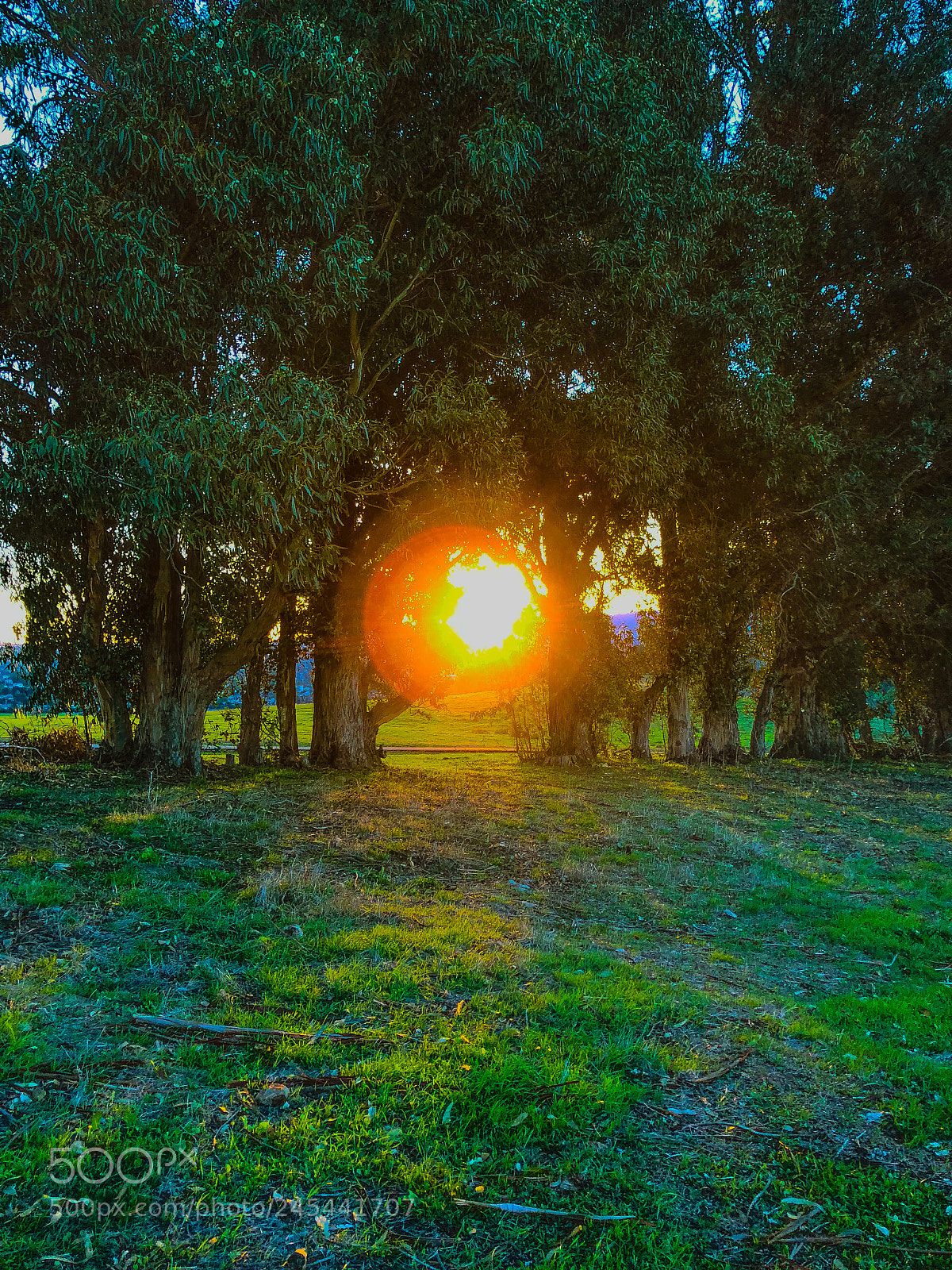 Apple iPhone 8 Plus sample photo. Sunrise peaking through the photography