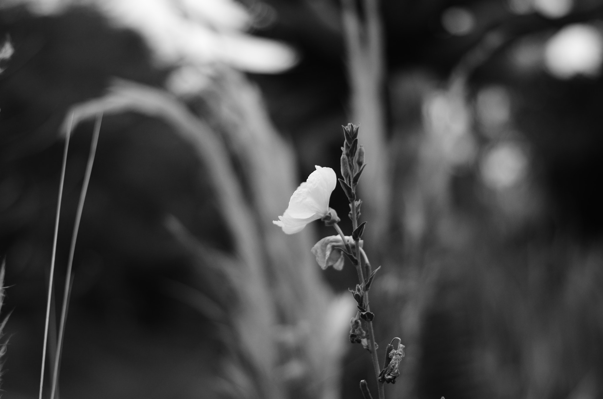 Nikon D5100 + Nikon AF-S Nikkor 50mm F1.8G sample photo. En solitario photography