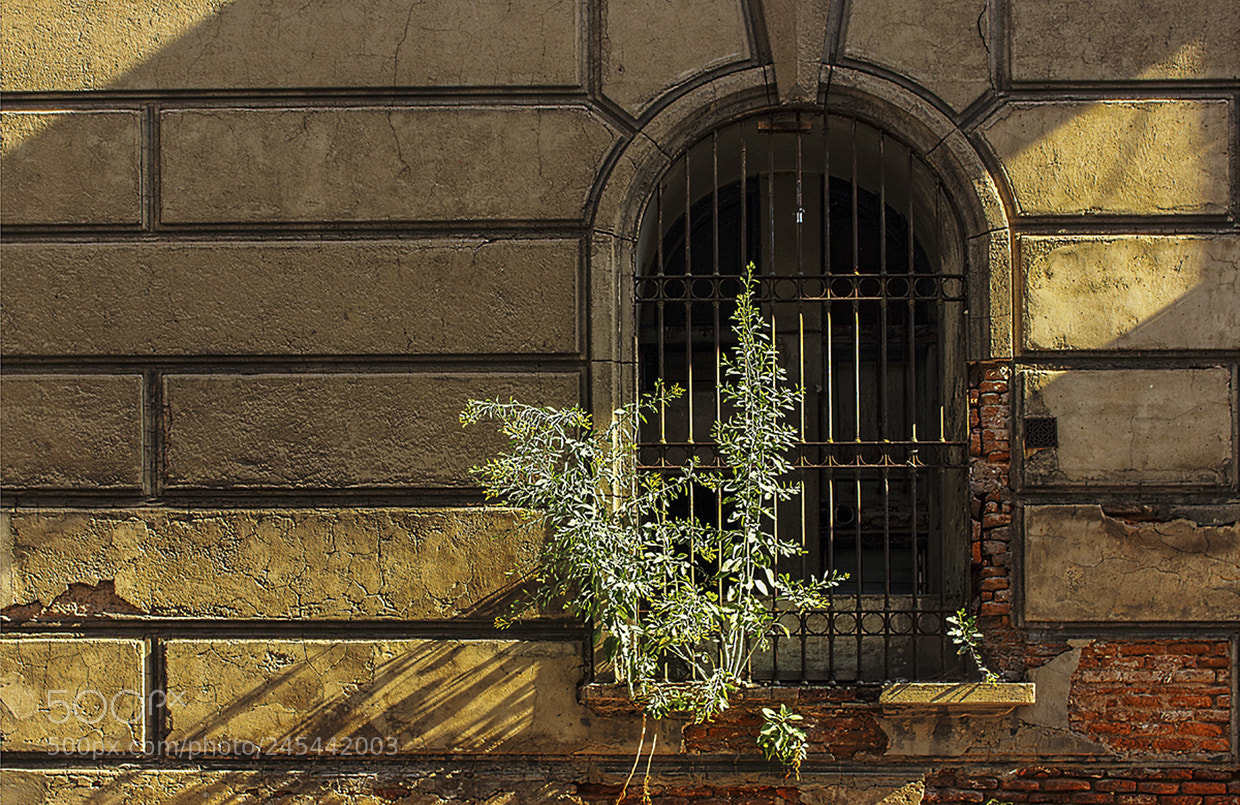 Canon EOS 700D (EOS Rebel T5i / EOS Kiss X7i) sample photo. Abandonment photography