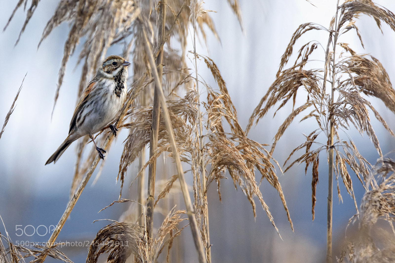 Nikon D7200 sample photo. Common reed bunting photography