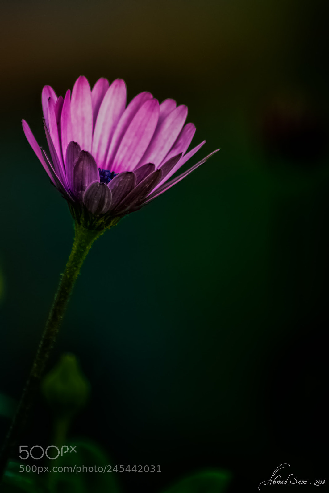 Nikon D7100 sample photo. Color contrast photography