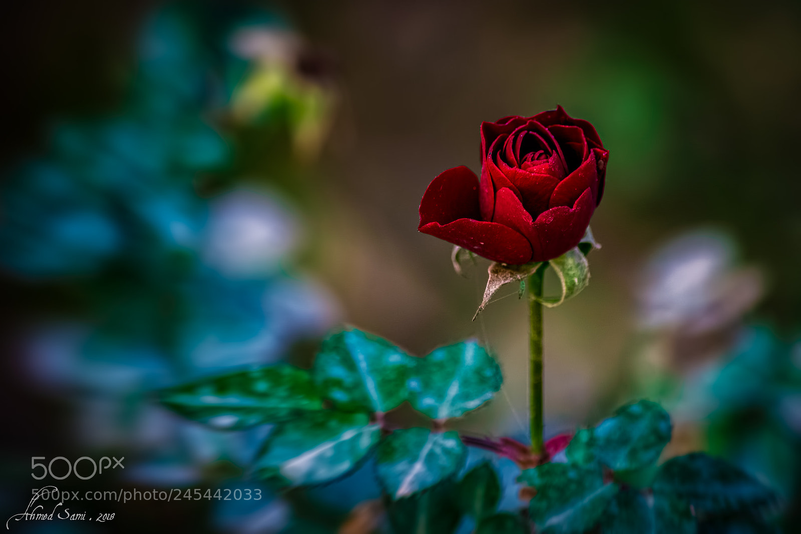 Nikon D7100 sample photo. Rose photography