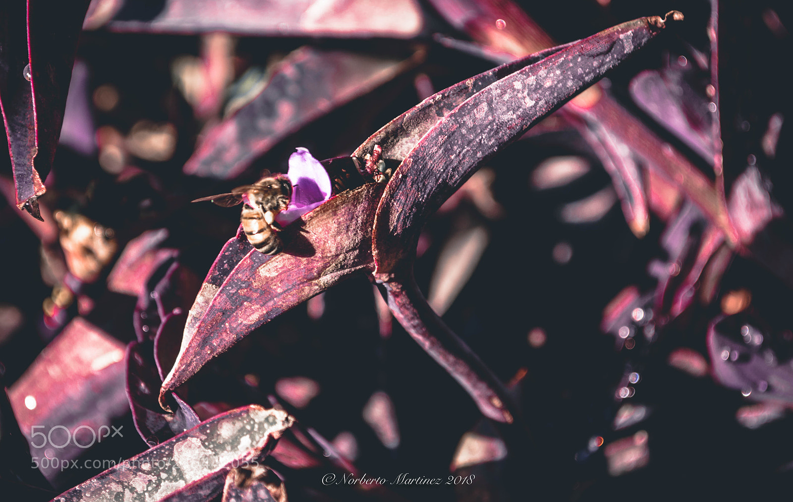 Nikon D5200 sample photo. Flower bee photography