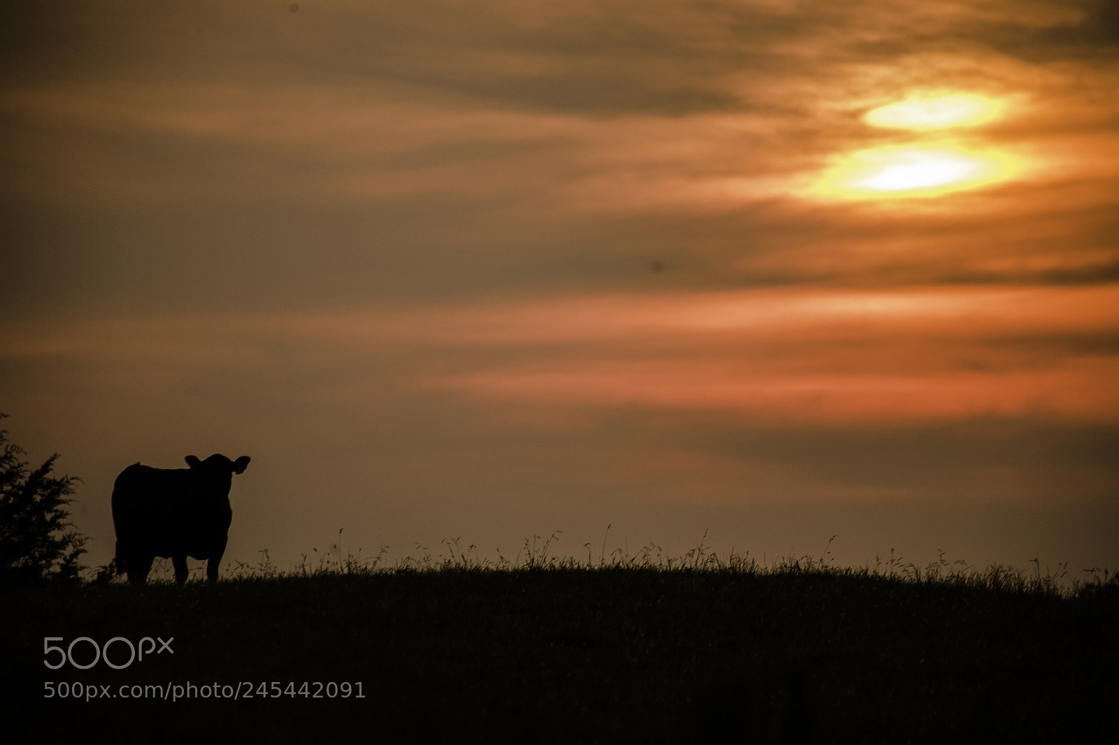Canon EOS 5D sample photo. Cow and sunset photography