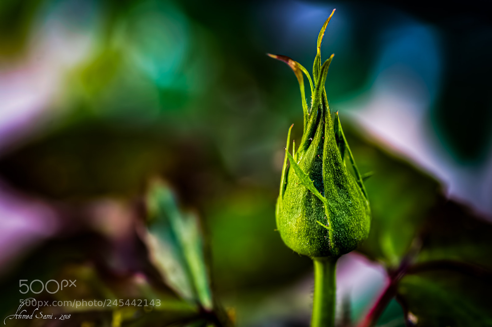 Nikon D7100 sample photo. Rose blooming photography
