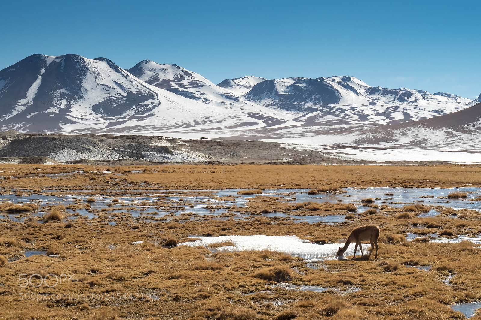 Olympus OM-D E-M5 II sample photo. Lone vicuna photography