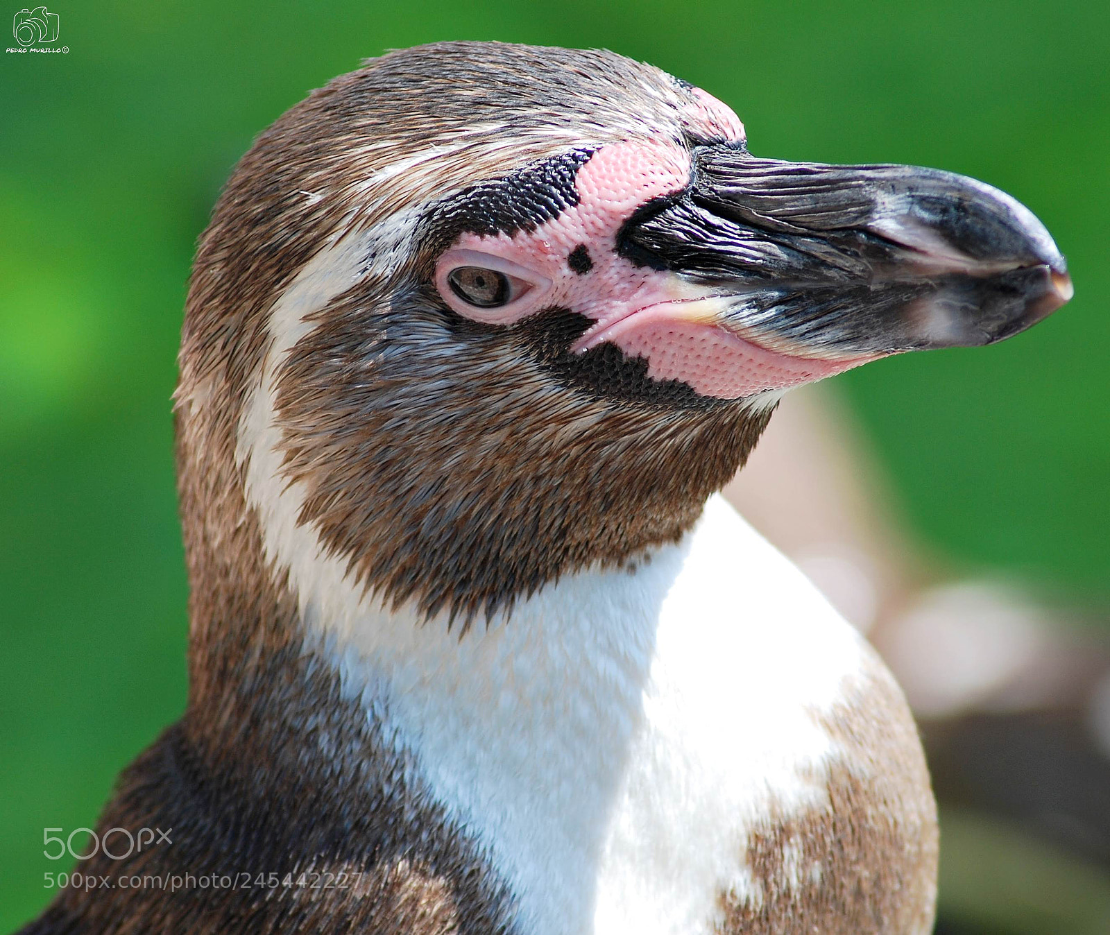Nikon D60 sample photo. Pinguino photography