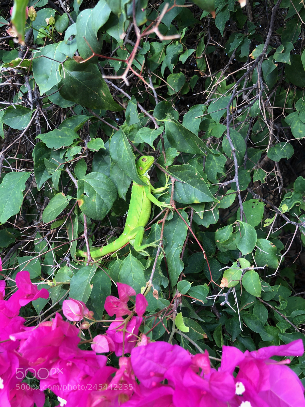 Apple iPhone X sample photo. Untitled photography