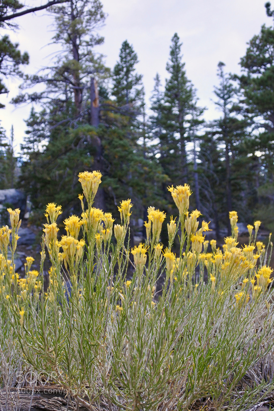 Nikon 1 J5 sample photo. San jacinto 5 photography
