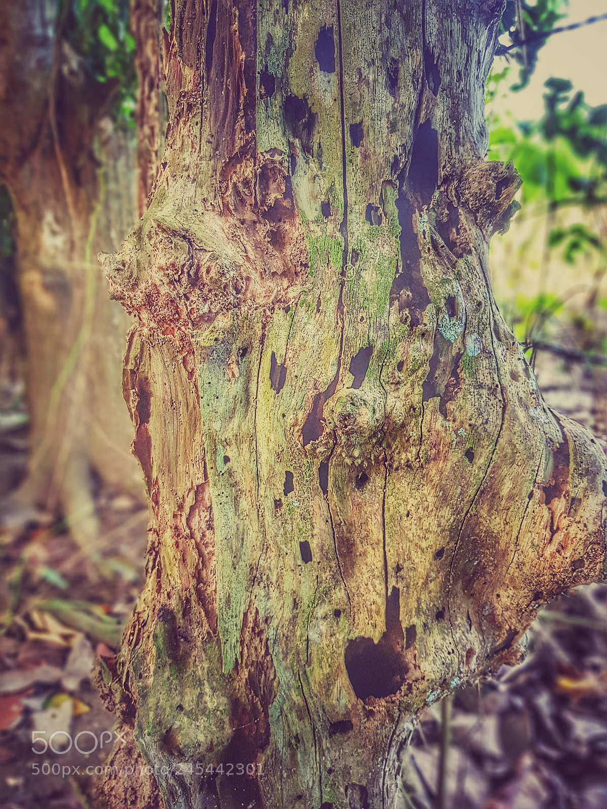 Samsung Galaxy S8+ sample photo. Corteza photography