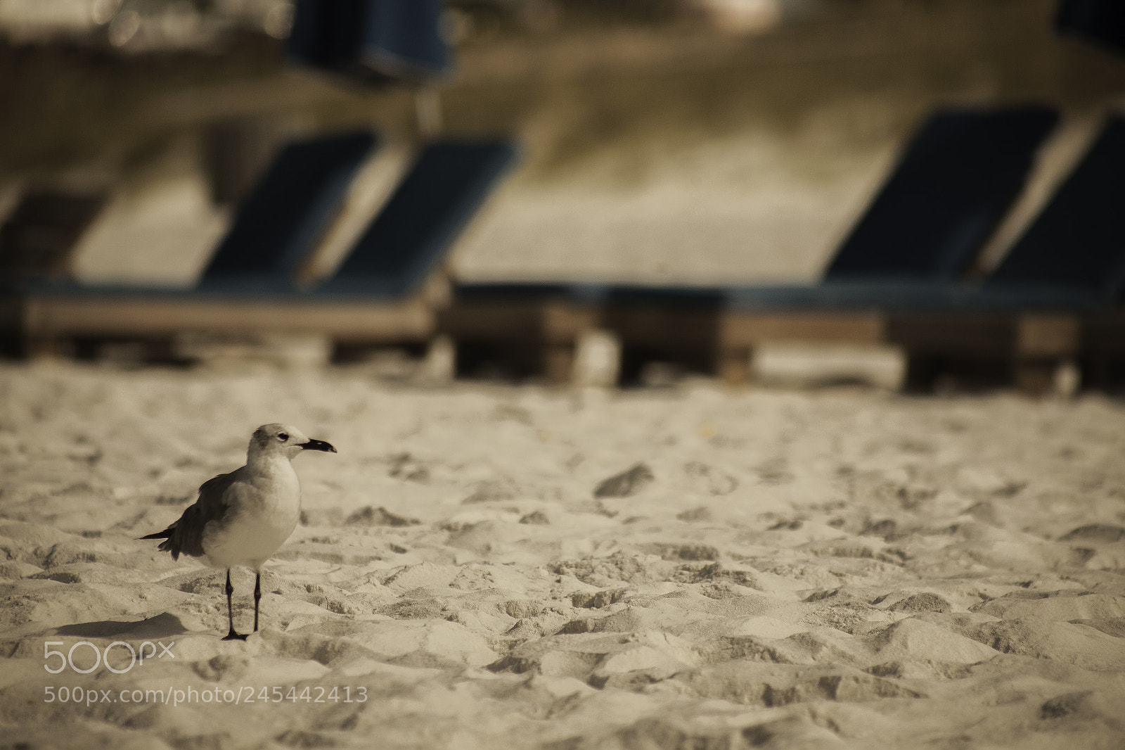 Canon EOS 5D sample photo. Seagull in front of photography