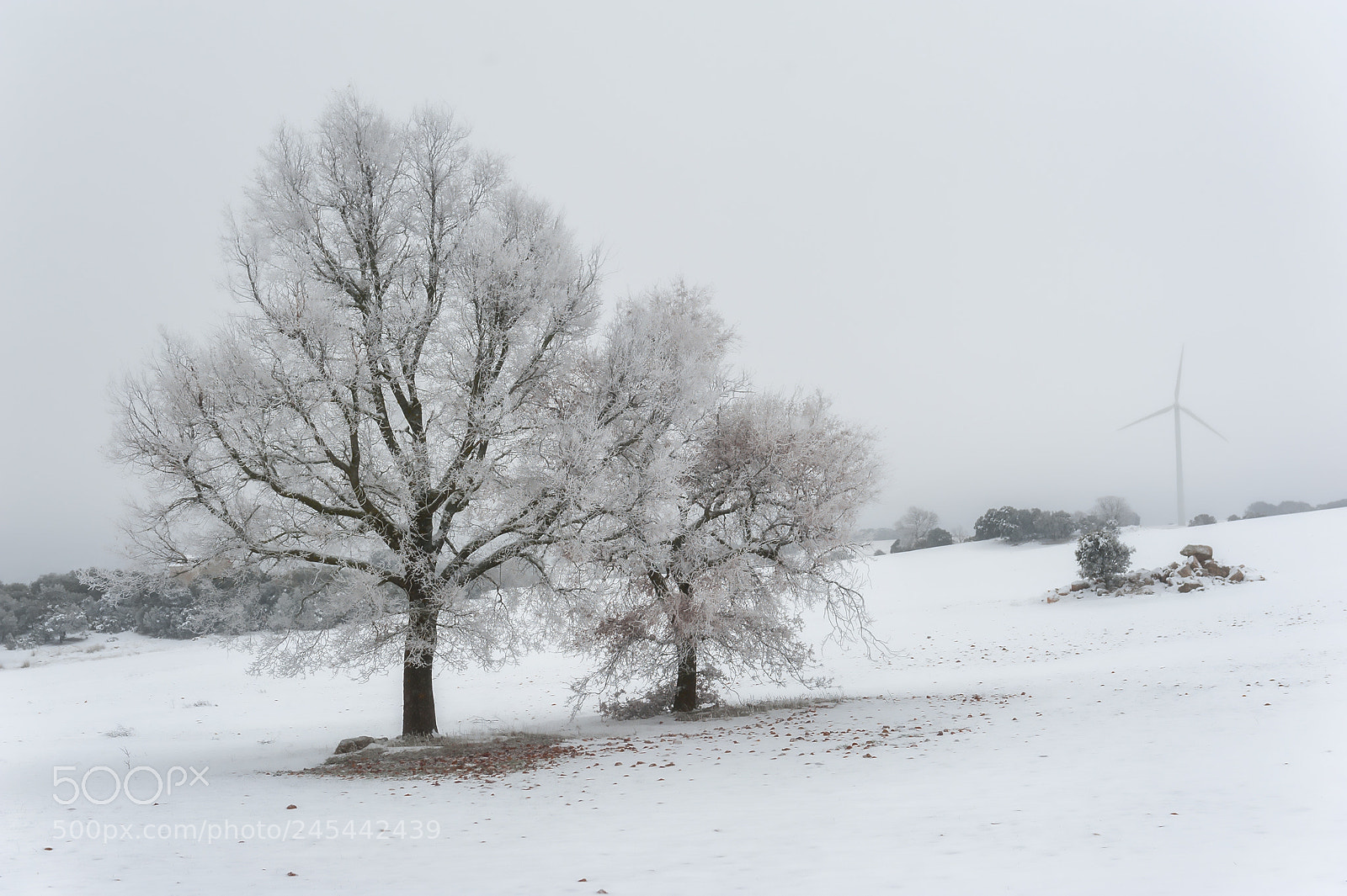 Nikon D700 sample photo. S/t photography