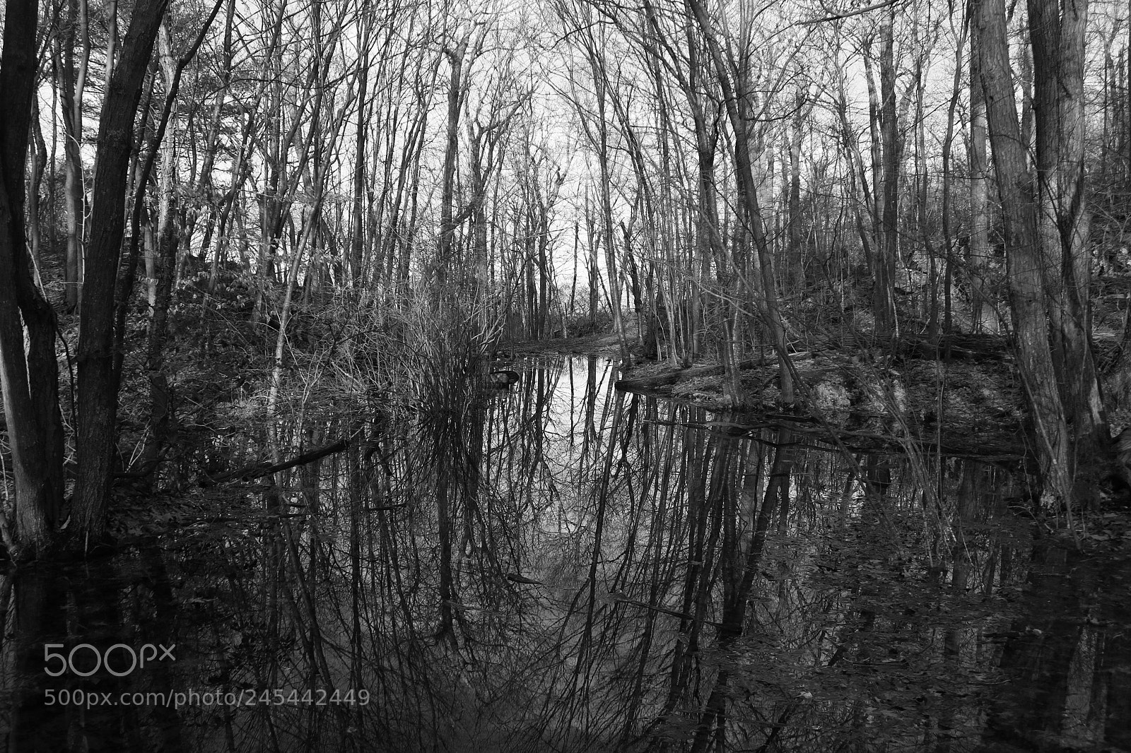 Canon EOS 750D (EOS Rebel T6i / EOS Kiss X8i) sample photo. Reflections in bw photography