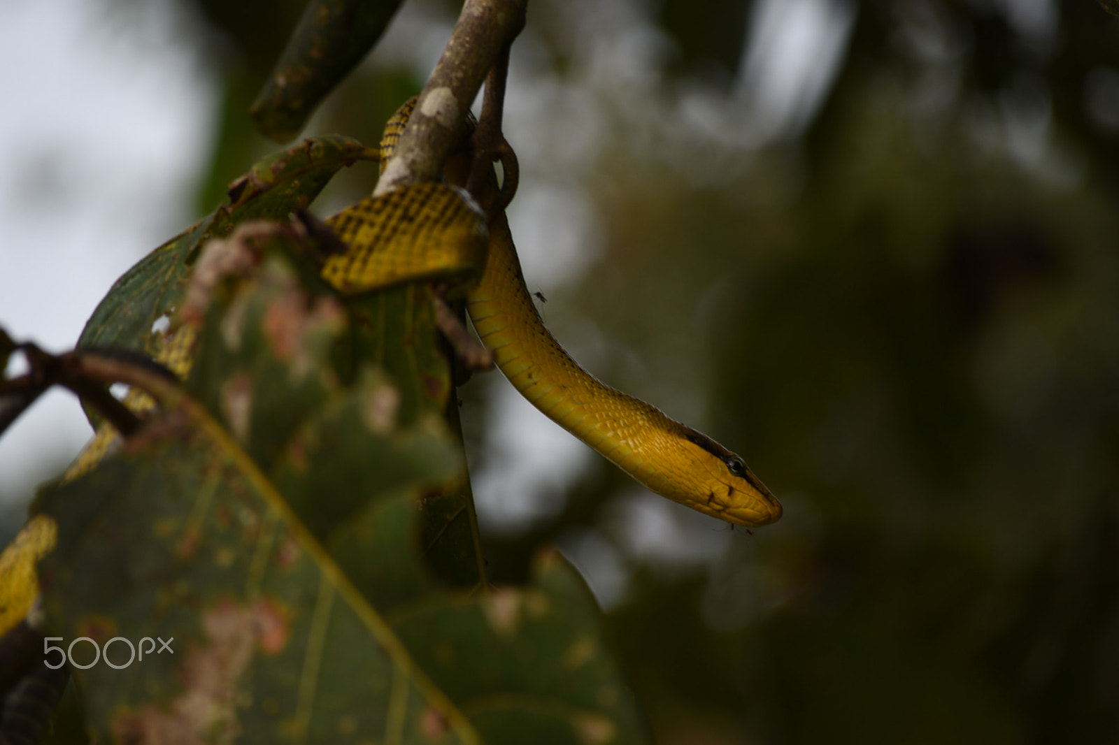 Nikon D5500 sample photo. I'm ready for my close-up photography
