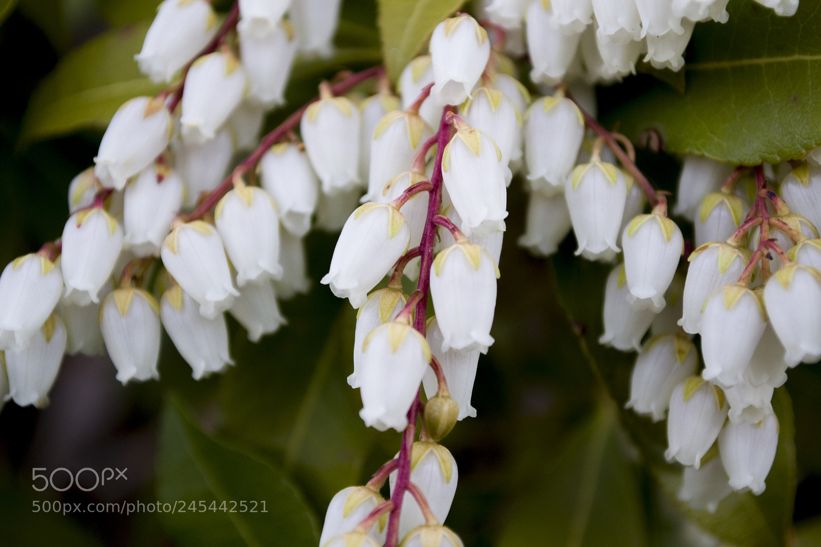 Nikon D3100 sample photo. Bunch of flowers photography