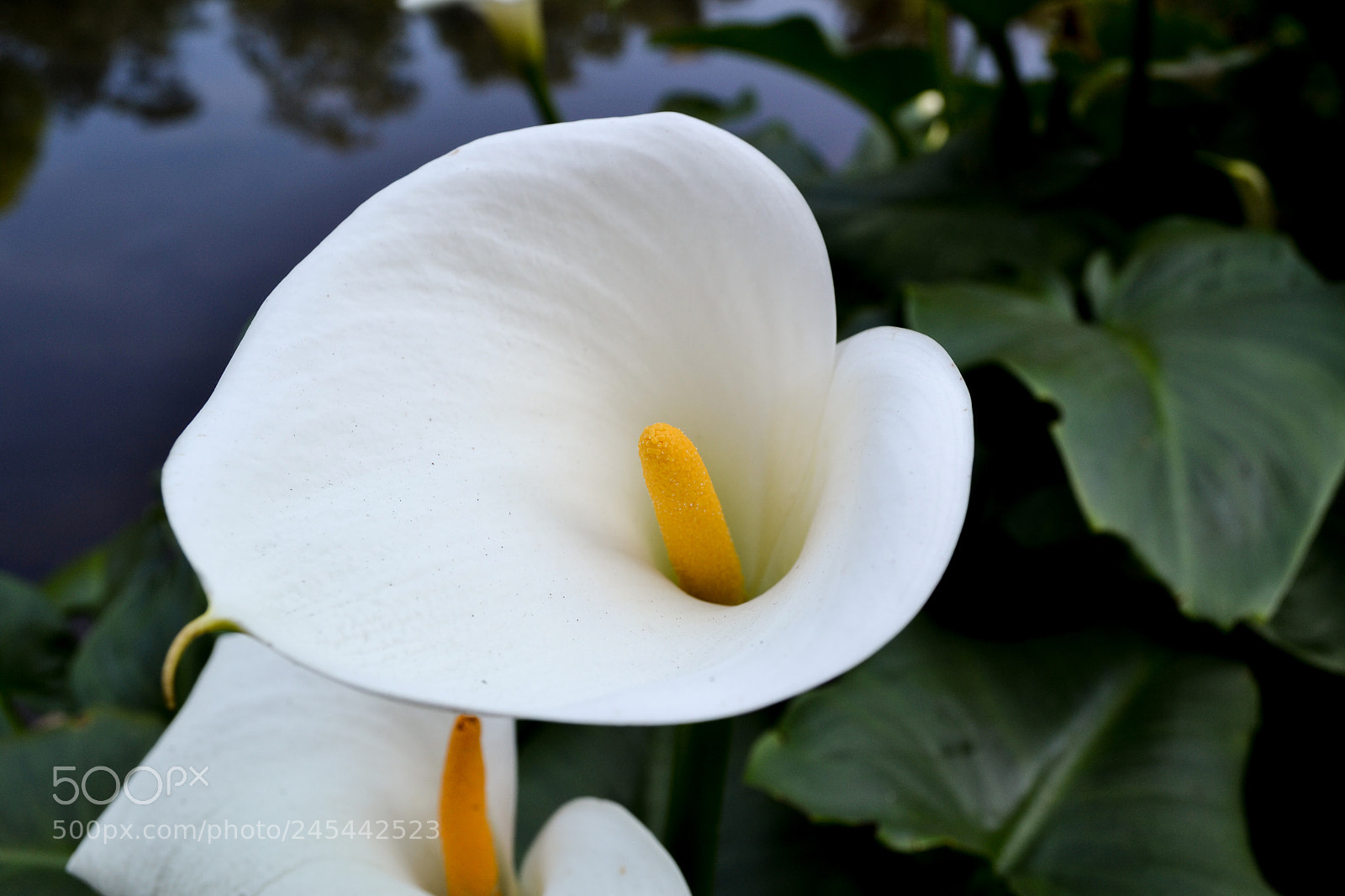 Nikon D3100 sample photo. Calla lily photography