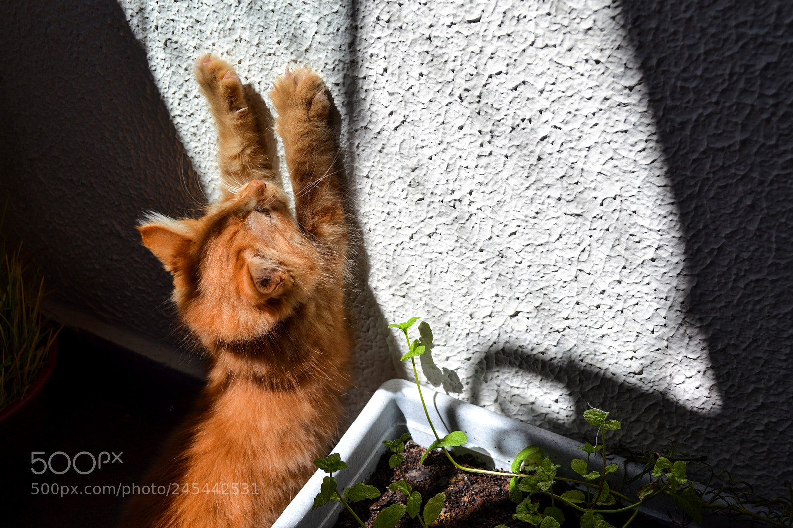 Nikon D3100 sample photo. Stretching kitten photography