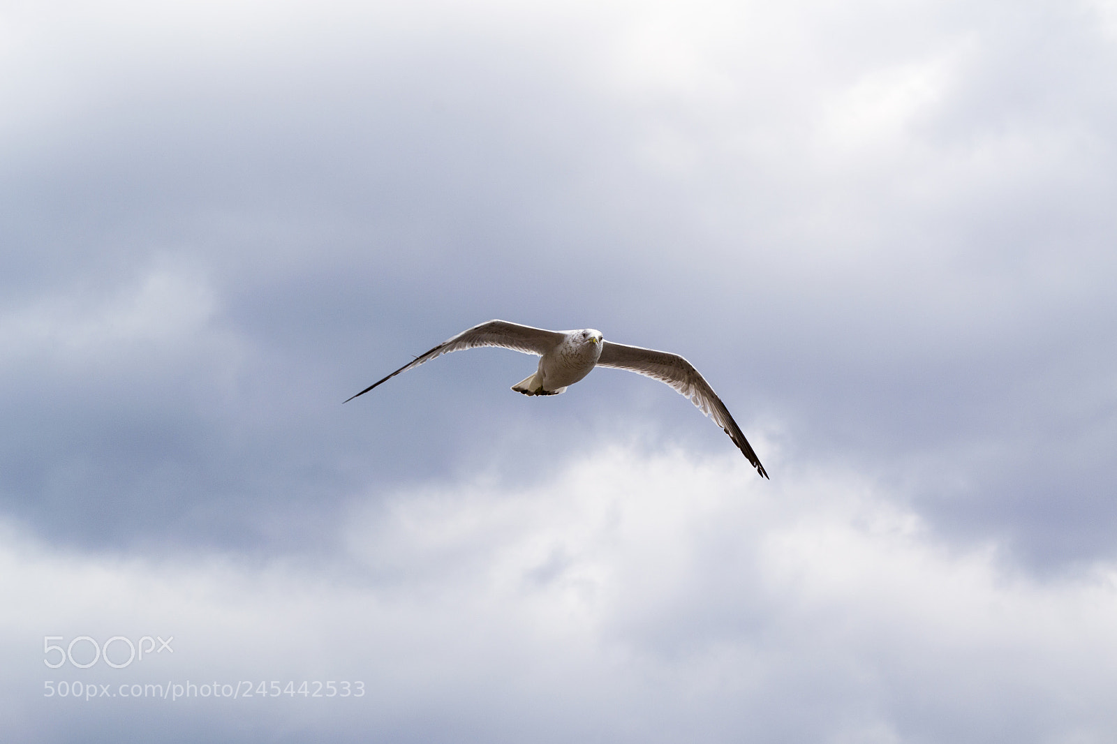 Nikon D3100 sample photo. Seagull photography