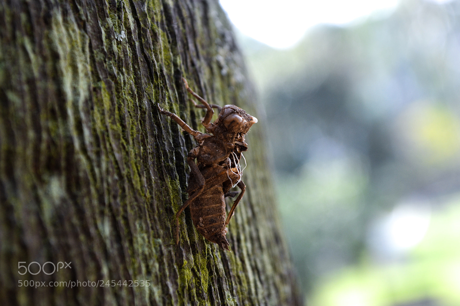 Nikon D3100 sample photo. The carcass photography