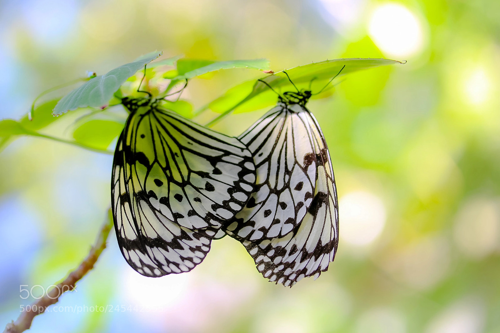Canon EOS 760D (EOS Rebel T6s / EOS 8000D) sample photo. Our heart becomes one photography