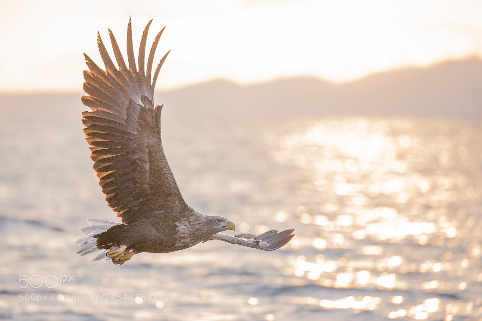 Canon EOS-1D X sample photo. This is the first photography