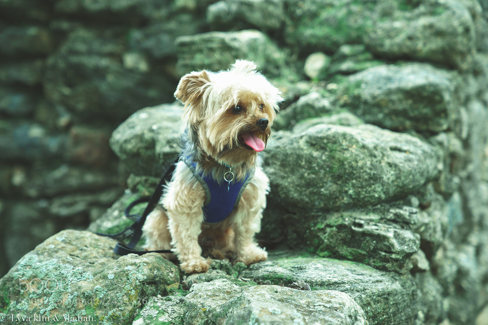Sony a7R sample photo. Yorkie photography