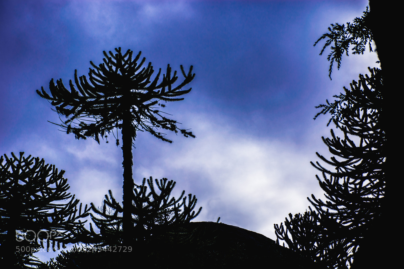 Nikon D7100 sample photo. Eagle rock - nahuelbuta photography