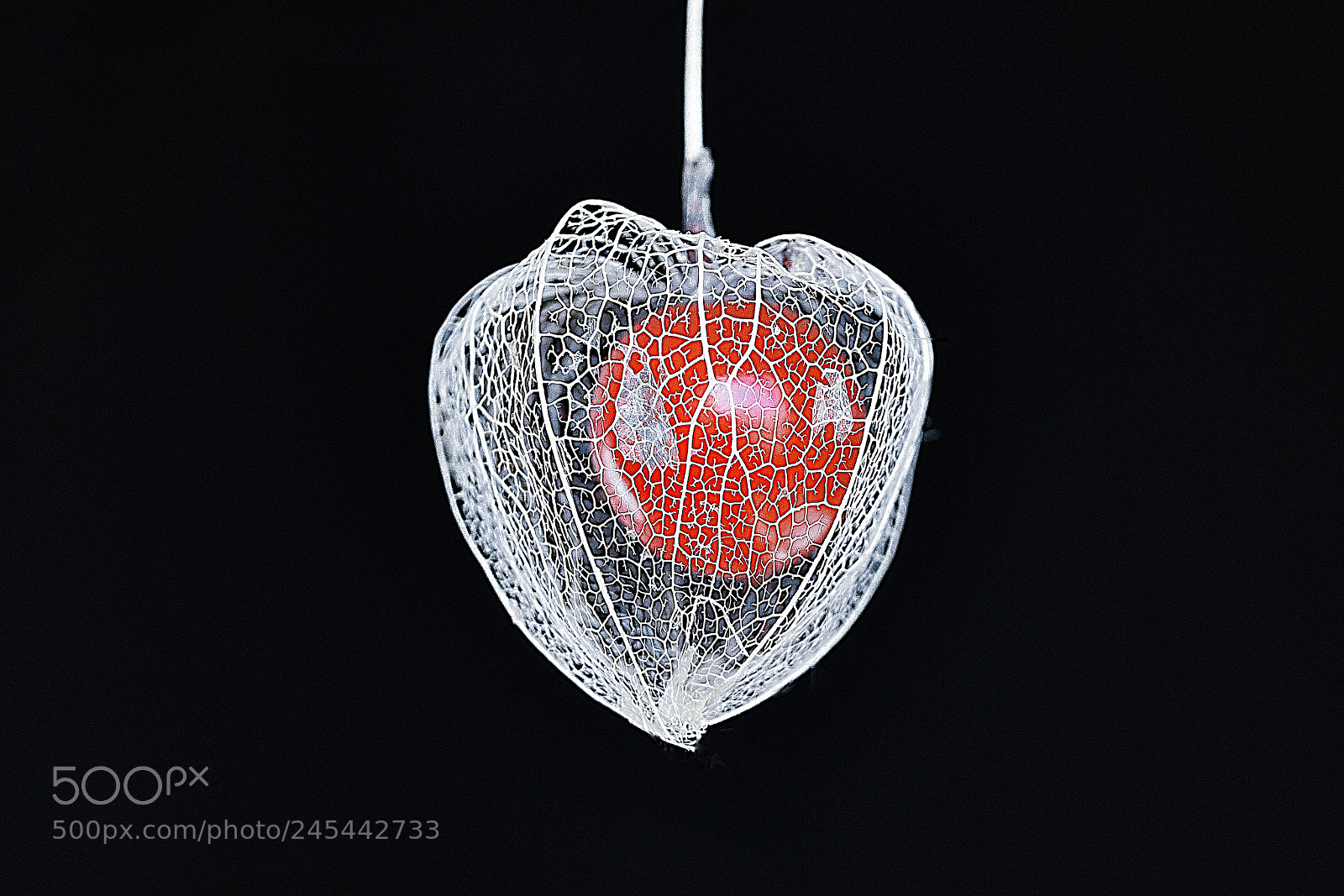 Nikon D850 sample photo. Lacy cage photography