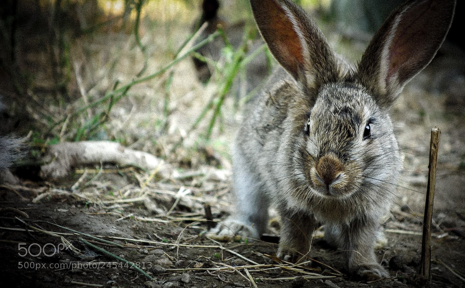 Sony Cyber-shot DSC-RX100 sample photo. Bunny photography