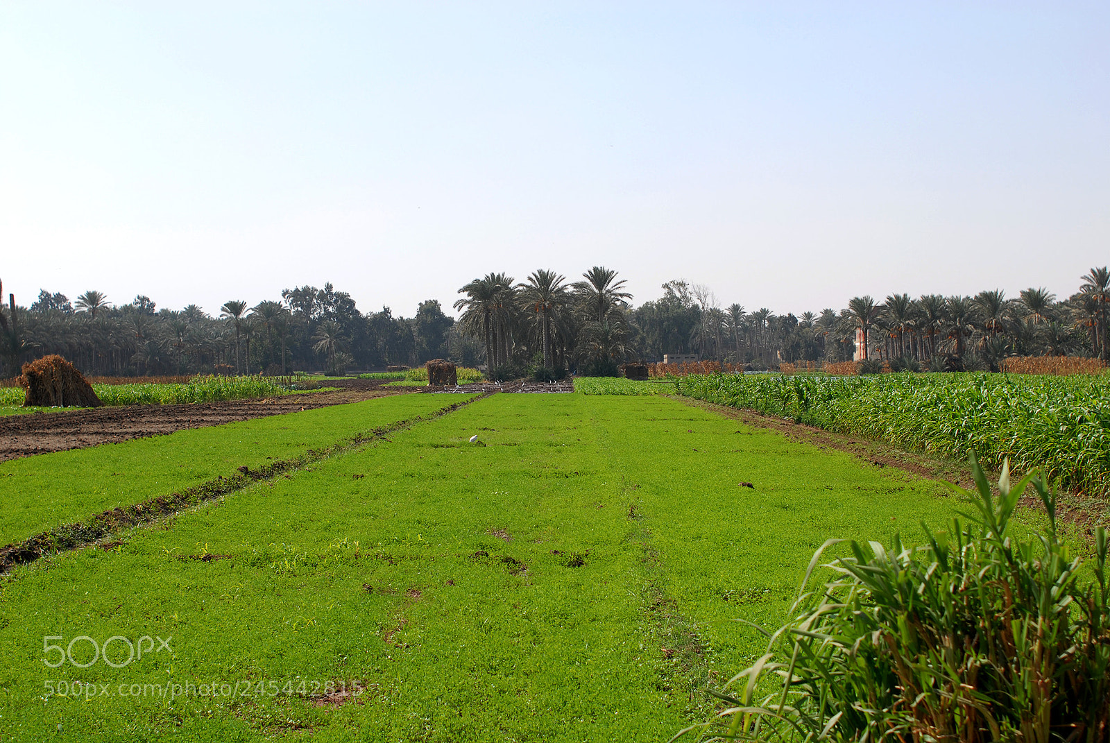 Nikon D200 sample photo. Untitled photography