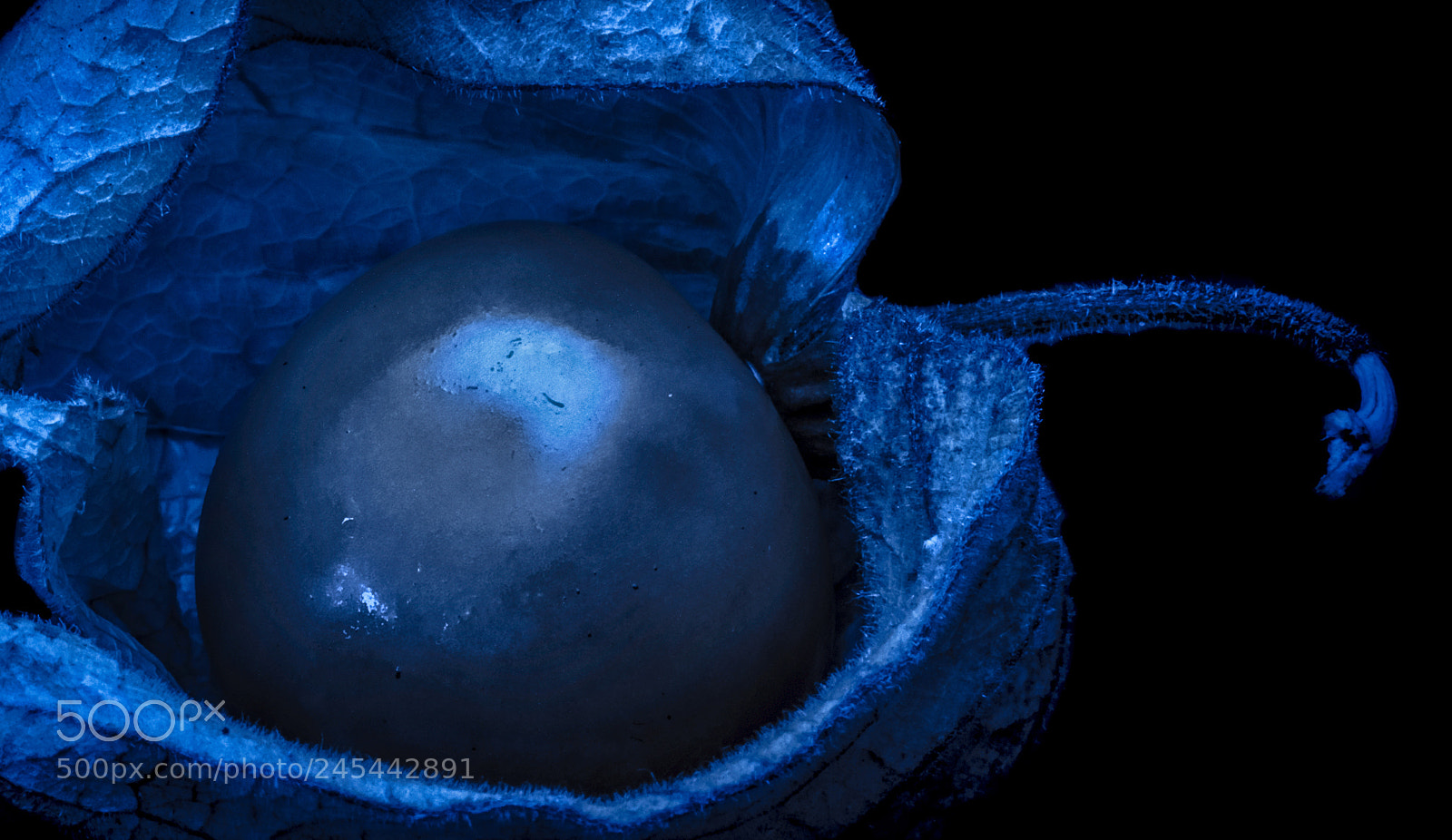 Nikon D810 sample photo. Midnight blue photography