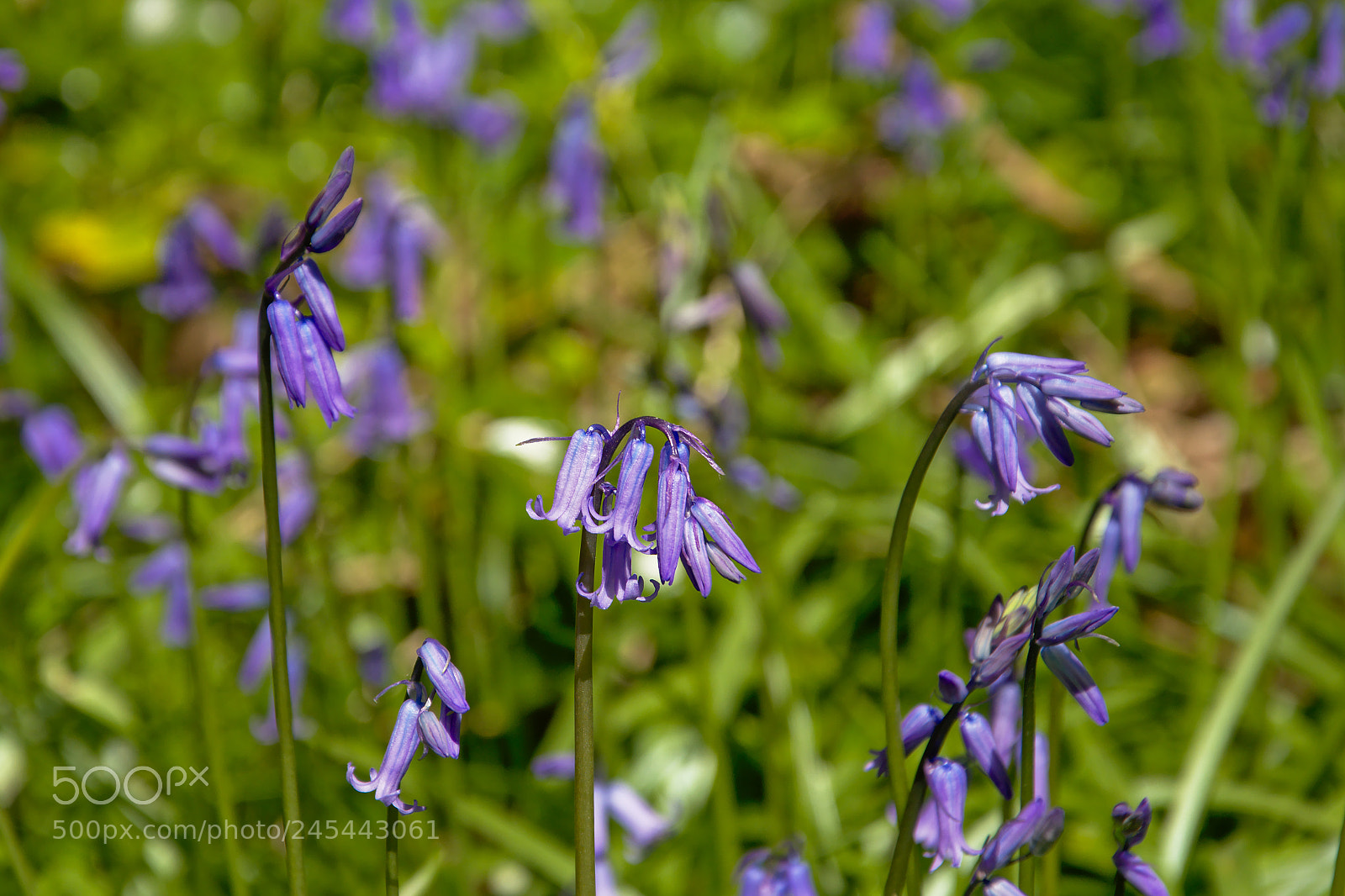 Nikon D5200 sample photo. Bluebells close up photography