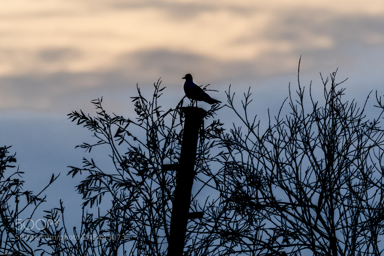 Canon EOS 7D Mark II sample photo. Silouette gabbiano photography