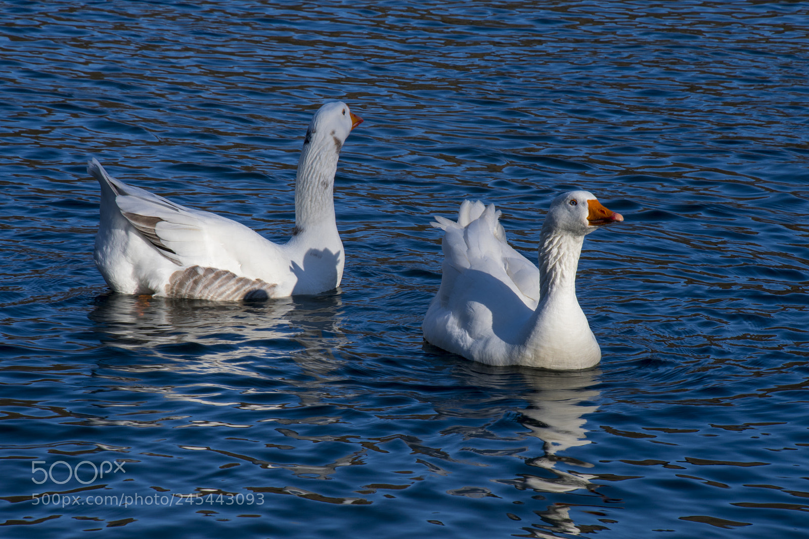 Nikon D500 sample photo. Swimming photography