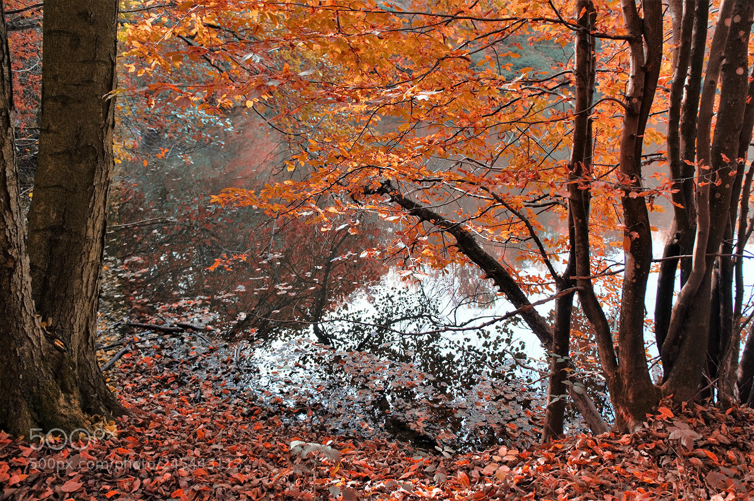 Sony Alpha NEX-F3 sample photo. х photography
